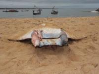 Landings by local fishers