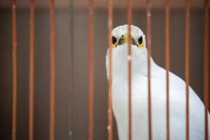 Black-winged myna (Acridotheres-melanopterus)