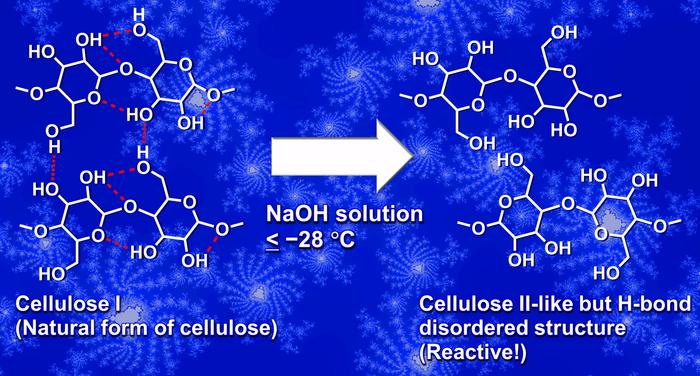 The cold base treatment transforms cellulose I structure into a more reactive form.