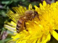 Nectar