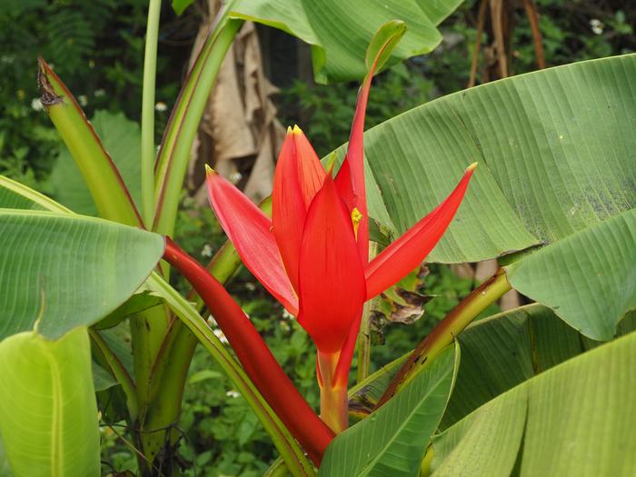 Inflorescence and red bracts of Musa exotica in the greenhouse of the South China Botanical Garden