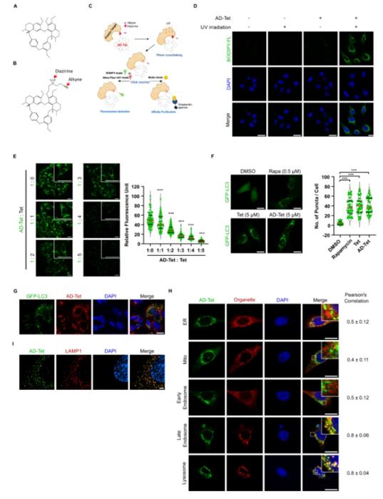 PolyU researchers uncover target and mechanism of Chinese medicine extract tetrandrine, paving the way for new treatments for viral infection and Alzheimer’s Disease