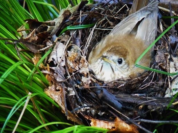 Nesting Veery