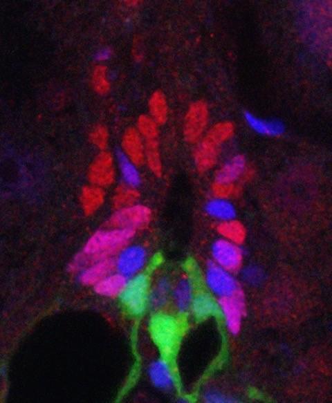 Zebrafish Research