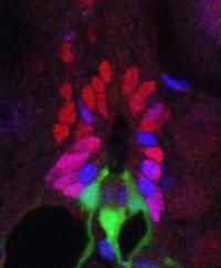 Zebrafish Research