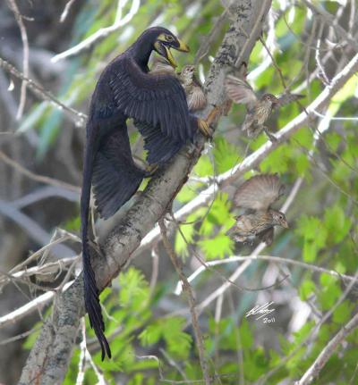 A Feathered dinosaur
