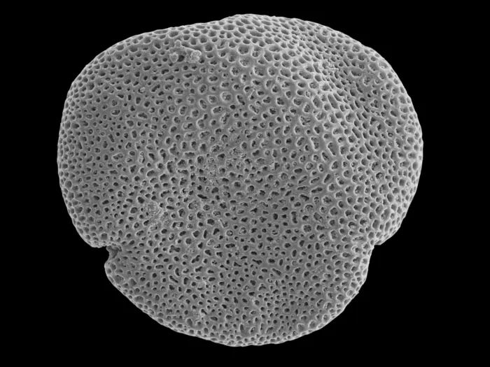 Fig. 3: Scanning electron microscope image of pollen extracted from the fossilised flower Tilia magnasepala (Fig. 1).