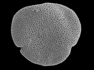Fig. 3: Scanning electron microscope image of pollen extracted from the fossilised flower Tilia magnasepala (Fig. 1).