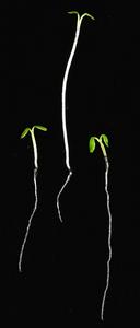 1_Arabidopsis_shoots-and-roots.jpg