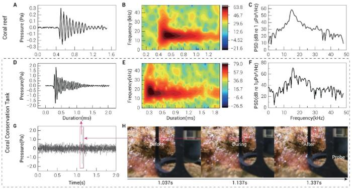 Acoustic characteristics of bubble detachment