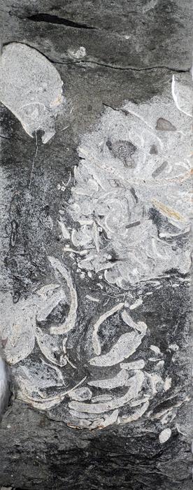 160-million-year-old delta sand containing a clump of shells and plant remains