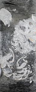 160-million-year-old delta sand containing a clump of shells and plant remains