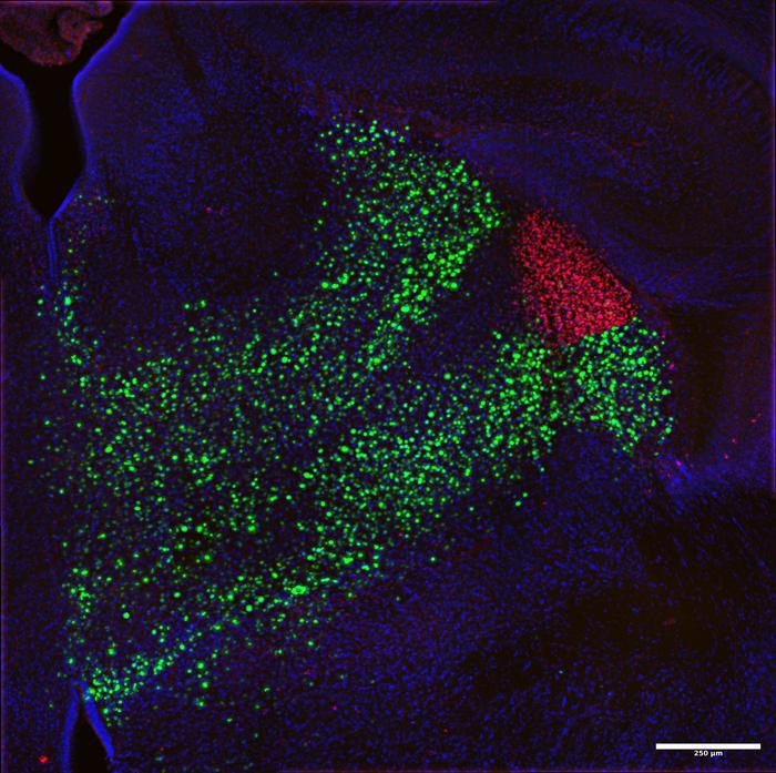Neuroscientists identify the transcription factor SP9 as a key regulator of visual neuron development.
