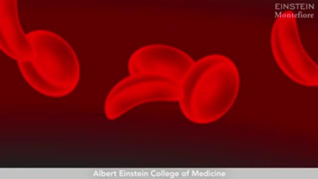 Science Talk: Antibiotics May Thwart Sickle Cell Crisis