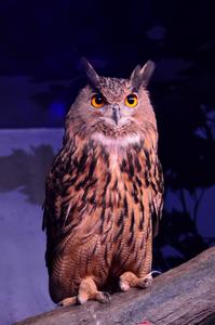 EAGLE OWL