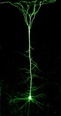 Neuron