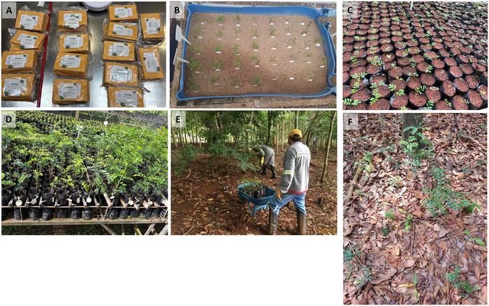 Inter situ collections as a strategy to conserve an exceptional plant species from the Amazon rainforest