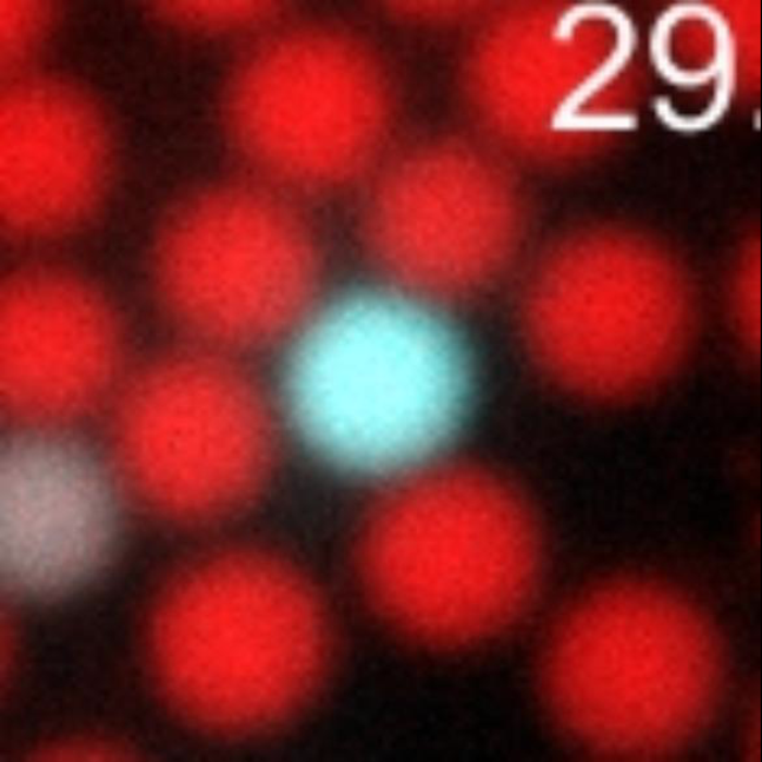 DNA particle bonding