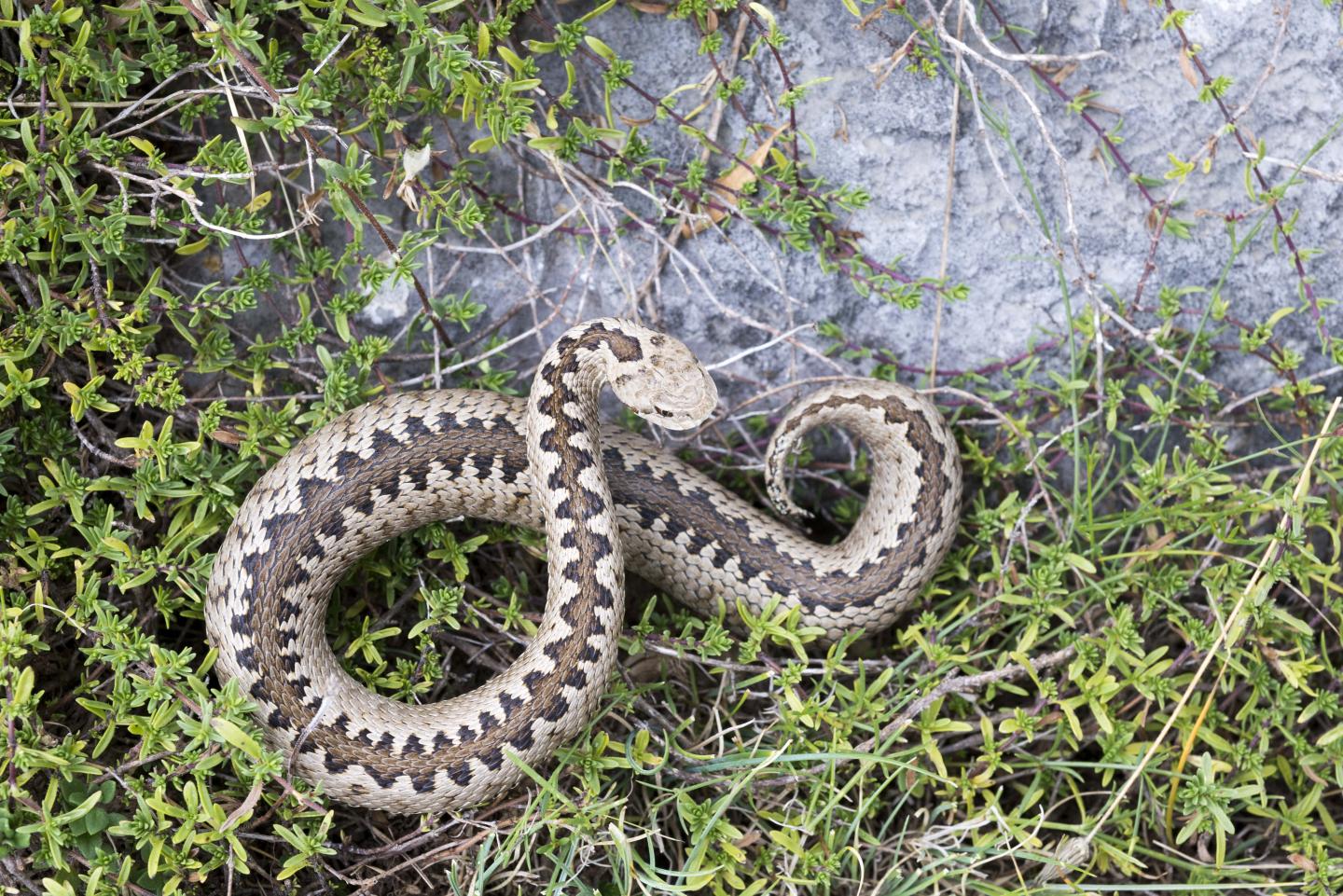 Greek Meadow Viper