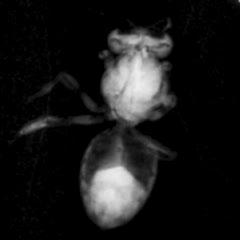Imaging with the Compact Light Source