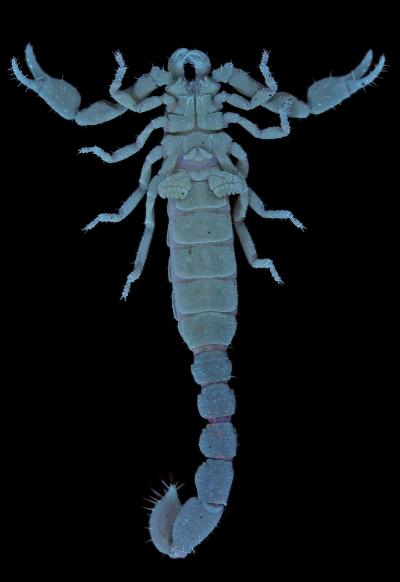 Mexican Cave Scorpion