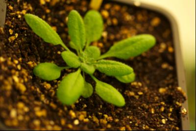Thale Cress