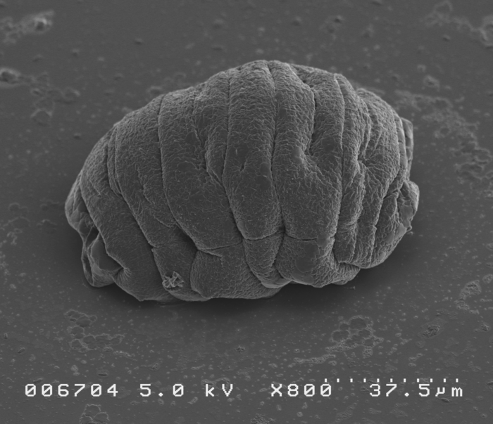 Ramazzottius varieornatus.