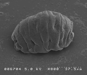 Ramazzottius varieornatus.
