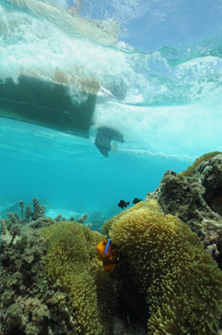 Clownfish and Motorboat