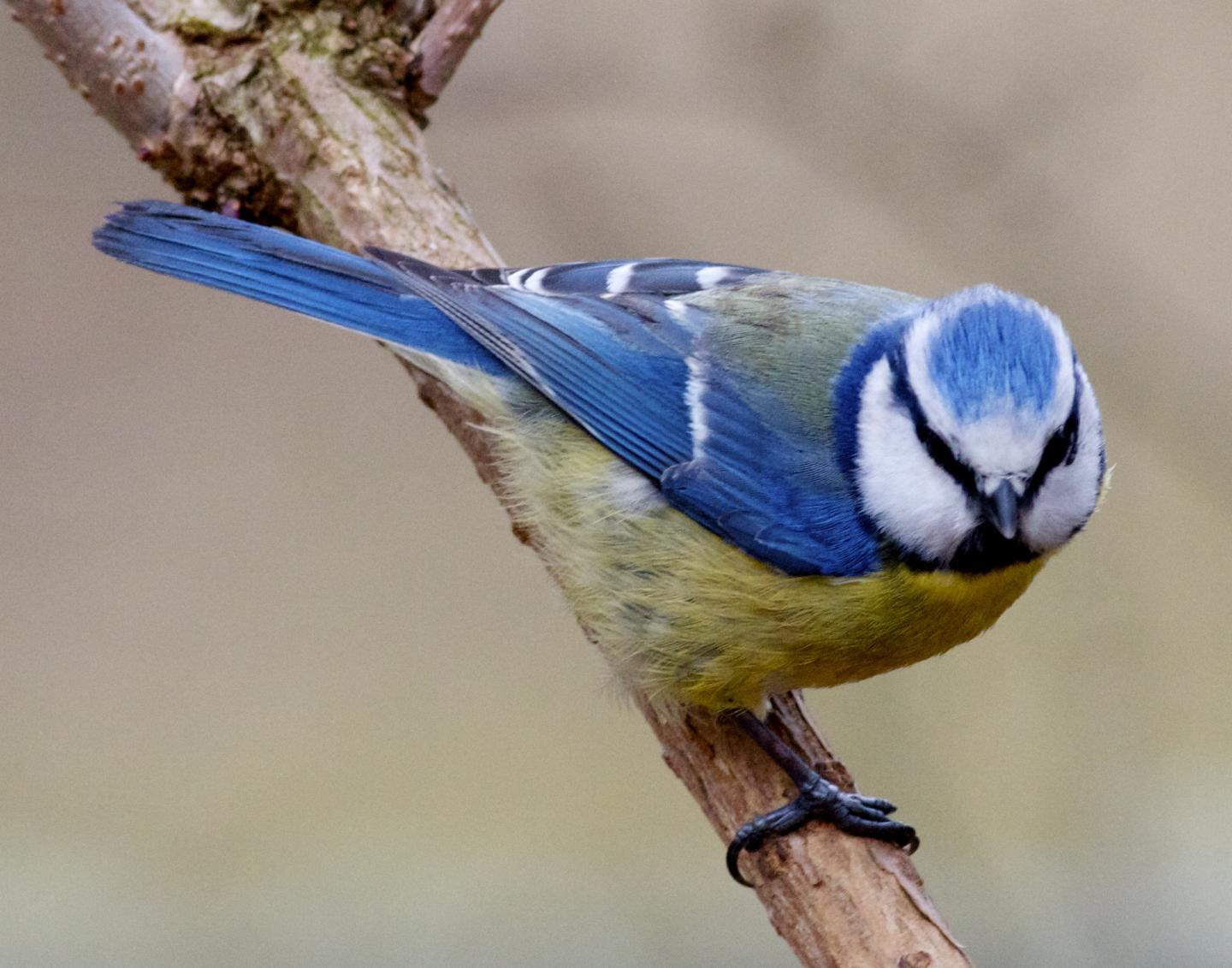 Blue Tit