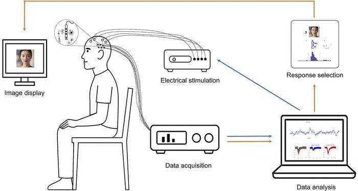Schematic diagram of the closed-loop brain-computer interface