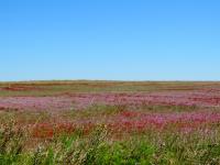 Agro-steppe habitat