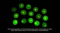 Why Fertility Declines with Age