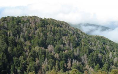 Forest-Covered Hills in California