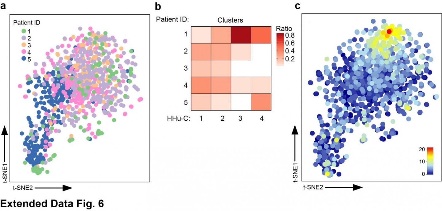 Scientists Create New Map of Brain's Immune System
