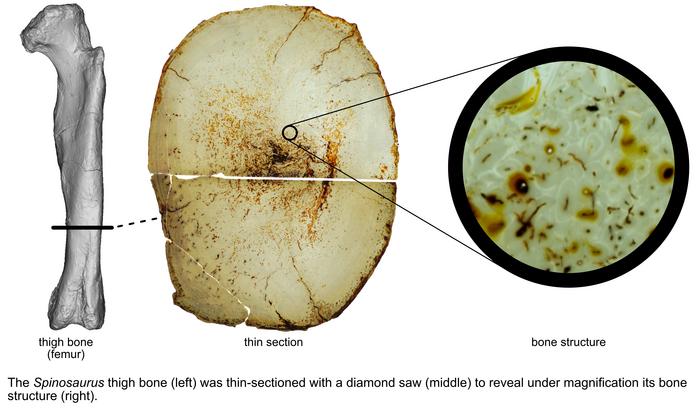 Spinosaurus bone cross section