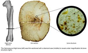 Spinosaurus bone cross section