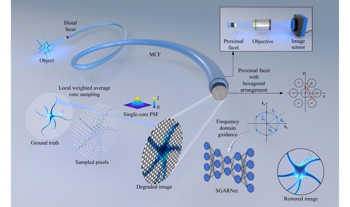 Figure 1| SGARNet imaging method for lensless multi-core fiber