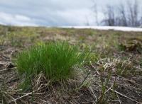 High-nutrition Grass