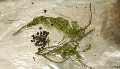 Red Cedar Needles