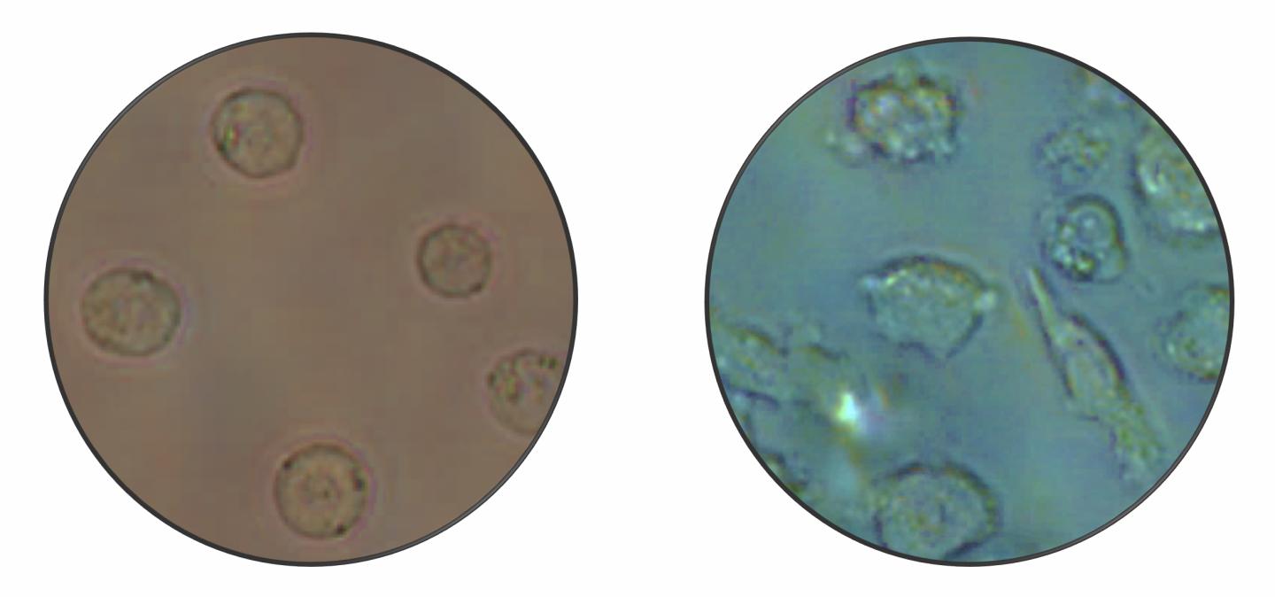 Mcroscope Image