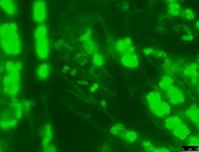 International Award Honors UT Microbiology Researchers
