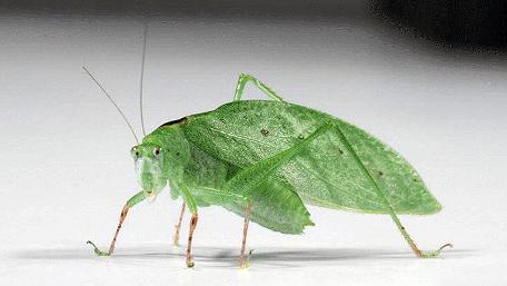 Phylloptera dimidiata
