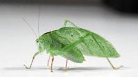 Phylloptera dimidiata