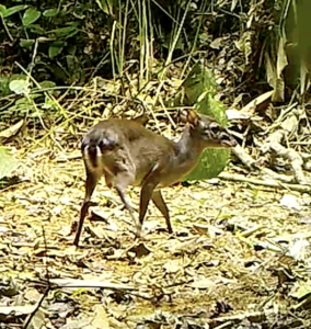 Bushmeat biomass (4)
