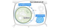 Altered Gene Expression May Trigger Collapse of Symbiotic Relationship