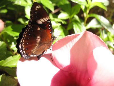 Male Butterflies Bounce Back 1 (of 3)