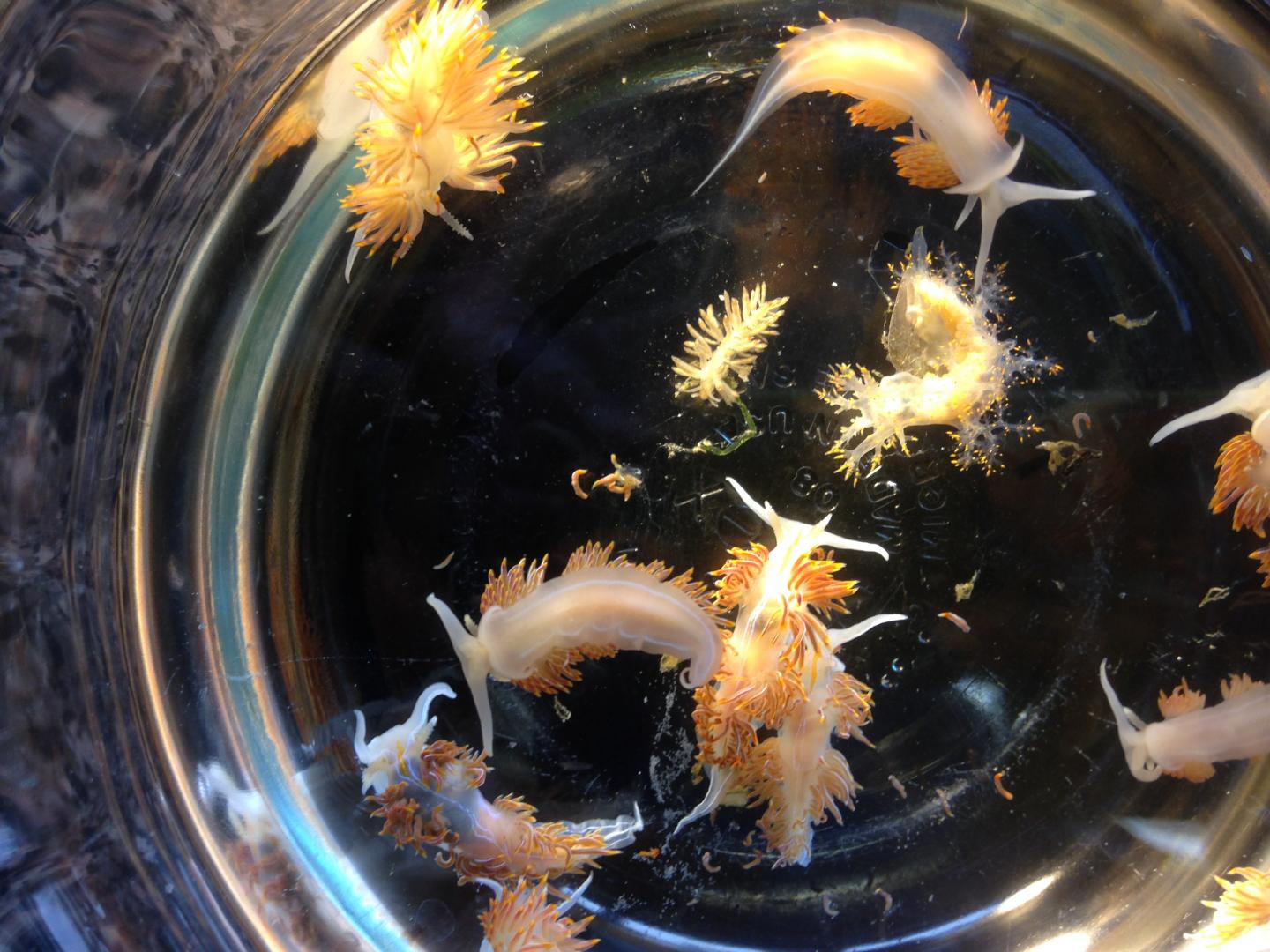 Marine Sea Slugs