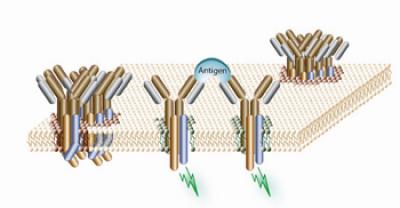 B-Cell Receptor