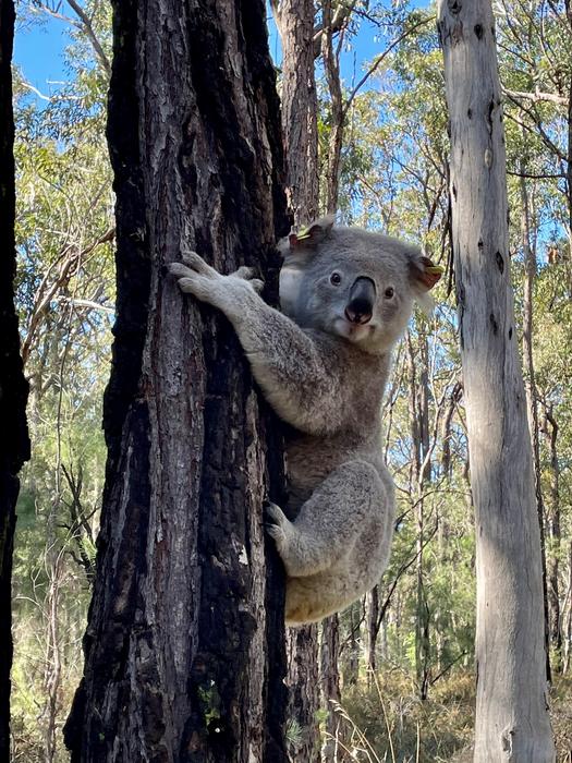 Koala